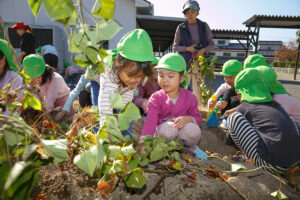 11月芋堀り➀